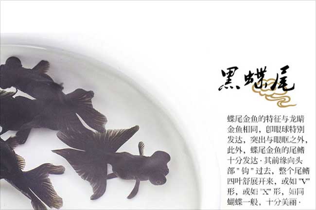 寧德黑金魚(yú)養殖