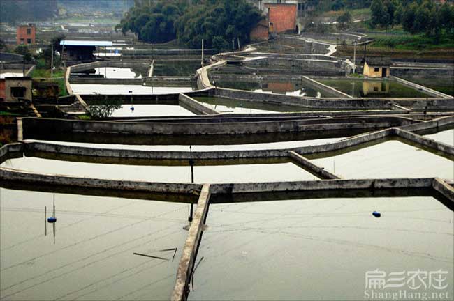 廈門(mén)鰱魚(yú)養殖基地