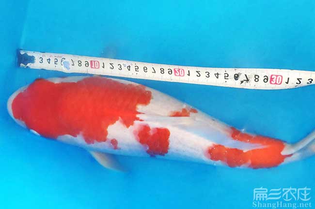 三明觀(guān)賞魚(yú)養殖