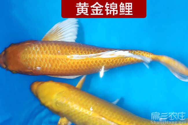 漳州鯽魚(yú)批發(fā)