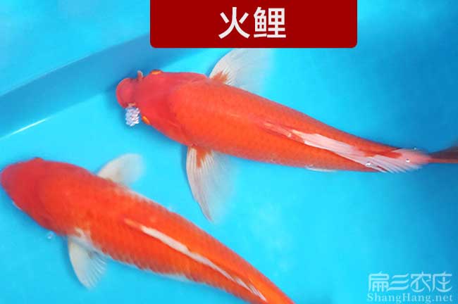 漳州觀(guān)賞魚(yú)養殖