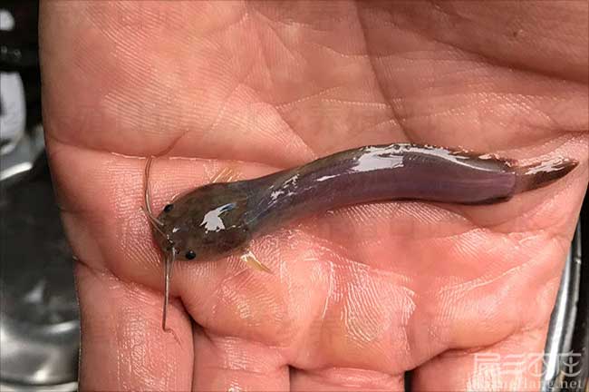 三明黑魚(yú)養殖