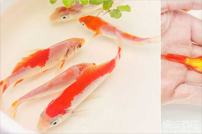 寧德鱒魚(yú)養殖