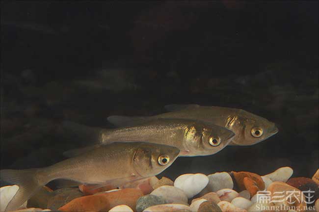 廈門(mén)冷水魚(yú)批發(fā)