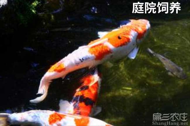 三明鱘魚(yú)苗批發(fā)