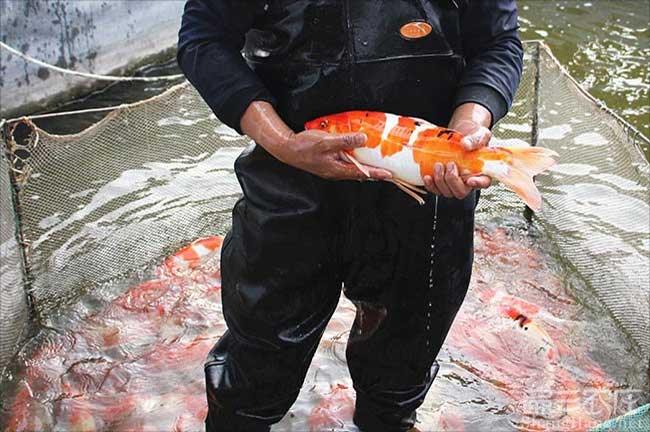 漳州觀(guān)賞魚(yú)批發(fā)