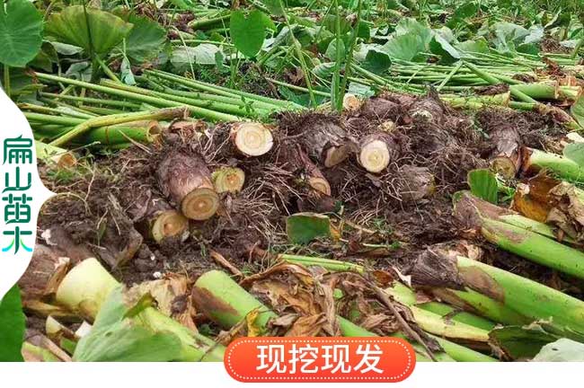 福建冰糖芋頭廠(chǎng)家