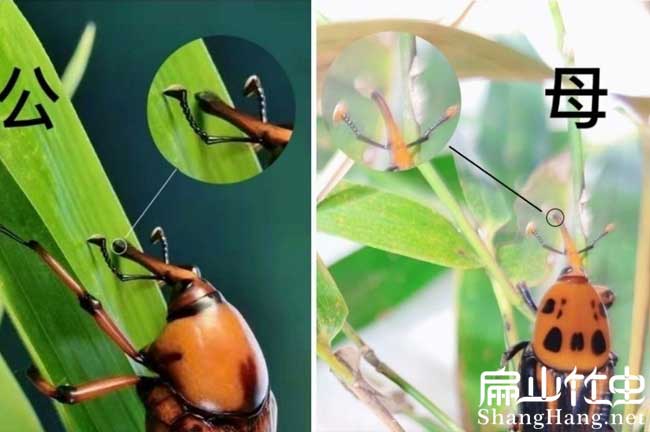 湖南竹蟲(chóng)養殖