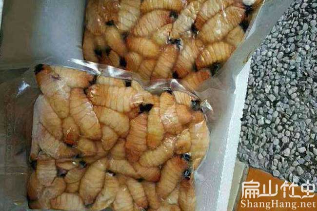 東興冰凍竹蟲(chóng)