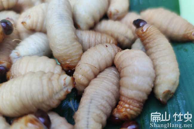 貴港竹蟲(chóng)銷(xiāo)路