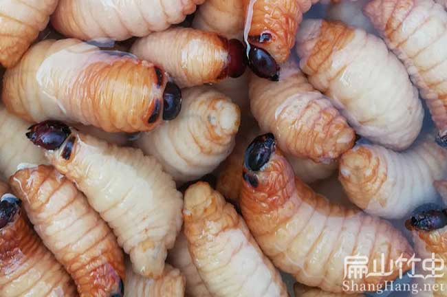 浙江冰凍竹蟲(chóng)批發(fā) 浙江冰凍竹蟲(chóng)批發(fā)