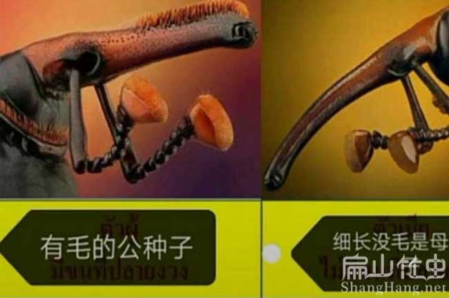 竹蟲(chóng)公母區分