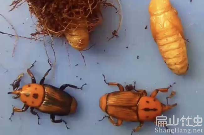 廣西竹蟲(chóng)卷批發(fā)