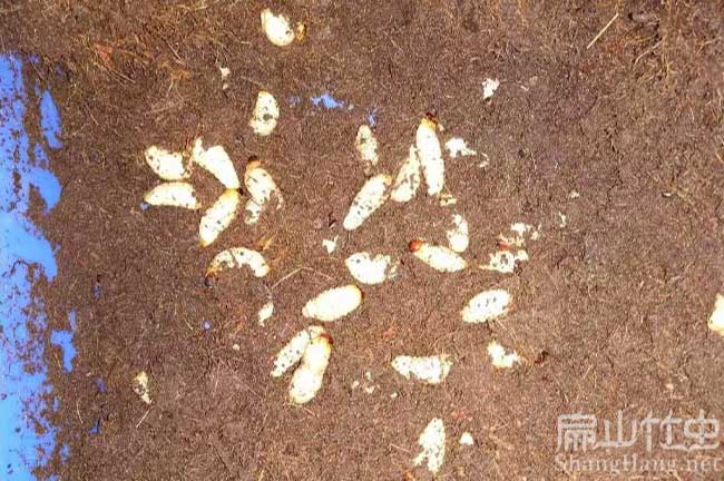 江西竹蟲(chóng)種苗批發(fā) 江西竹蟲(chóng)種苗批發(fā)