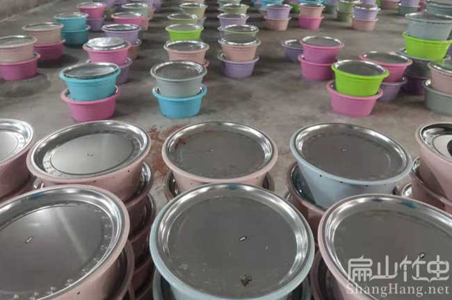 浙江竹蟲(chóng)養殖基地 浙江竹蟲(chóng)養殖基地