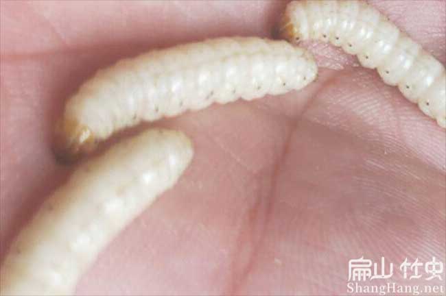 田林商品竹蟲(chóng)批發(fā)
