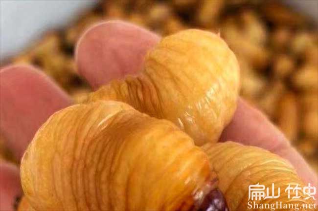 懷化速凍竹蟲(chóng)批發(fā)