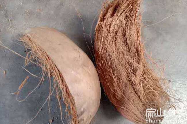 ?？谥裣x(chóng)吃的椰子皮