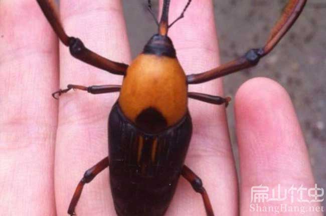 湖南竹蟲(chóng)種苗批發(fā) 湖南竹蟲(chóng)種苗批發(fā)