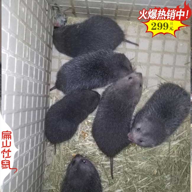 中國竹鼠養殖網(wǎng)