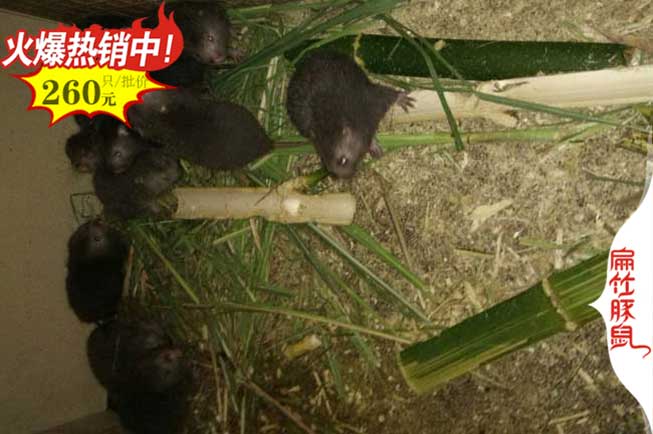 新竹鼠養殖技術(shù)