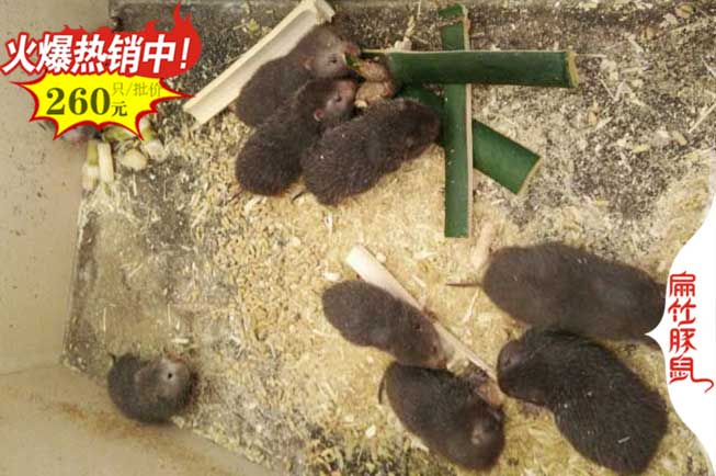 竹鼠養殖技術(shù)