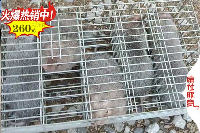 云南竹鼠養殖基地