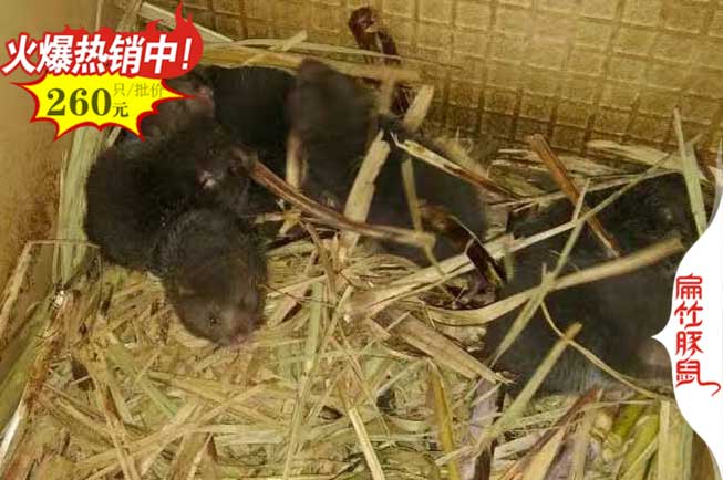 廈門(mén)竹鼠養殖基地