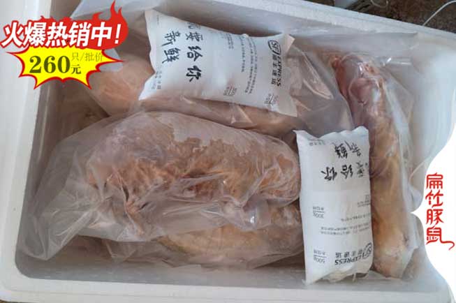 貴陽(yáng)冰凍竹鼠