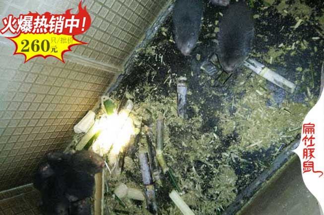 賀州竹鼠養殖場(chǎng)