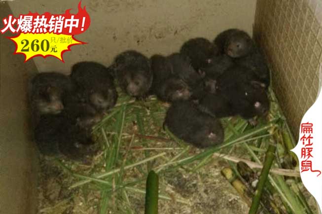 貴陽(yáng)竹鼠養殖場(chǎng)