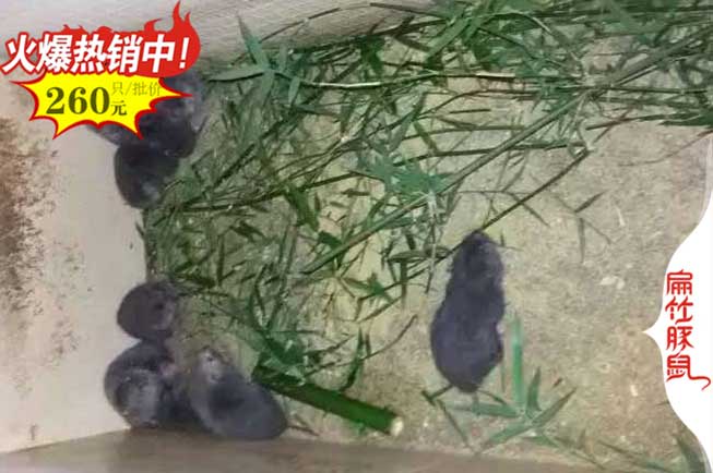 南寧竹鼠養殖場(chǎng)
