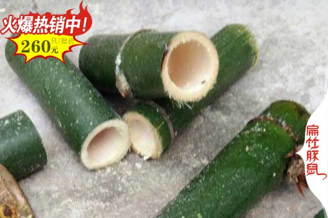 邵陽(yáng)竹鼠養殖