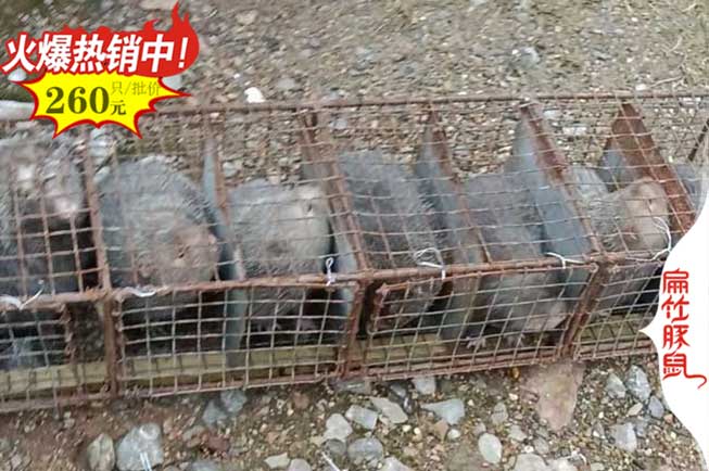 邵陽(yáng)竹鼠養殖基地