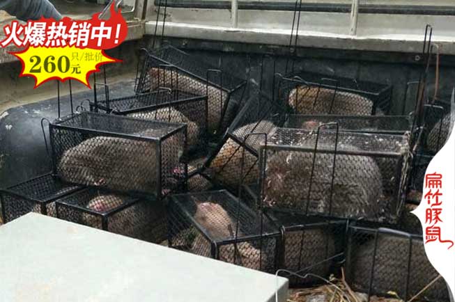 開(kāi)平竹鼠養殖基地
