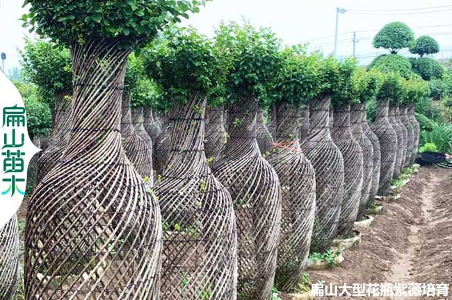 廈門(mén)紫薇花瓶造型