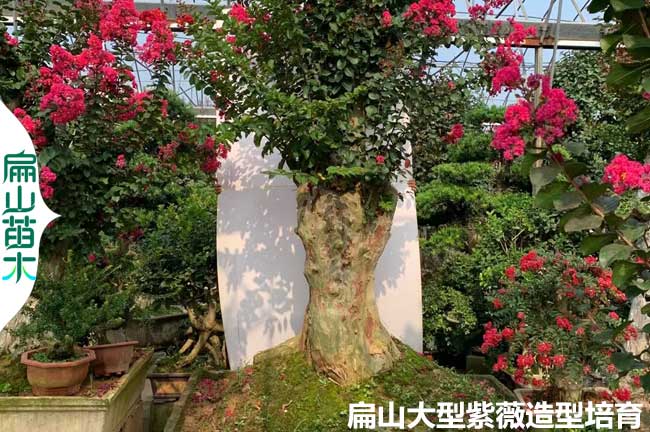 廈門(mén)紫薇老樁培育