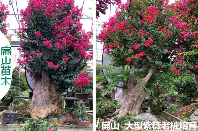 江蘇紫薇老樁價(jià)