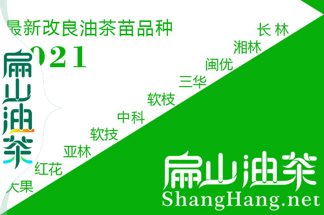 20年老茶籽樹(shù)地徑5 8 10 15 20 30公分紅花大果油茶樹(shù)批發(fā)-扁山油茶